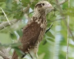 Yellow-headed Caracara