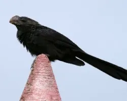 Smooth-billed Ani