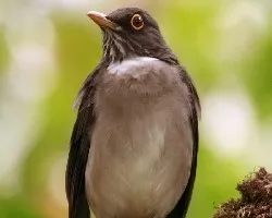 White-throated Thrush