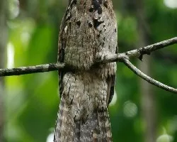 Common Potoo