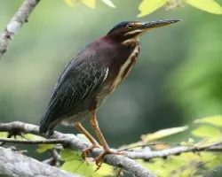 Green Heron