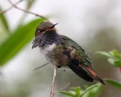 Volcano Hummingbird