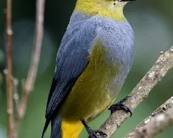 Long-tailed Silky Flycatcher