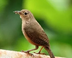 House Wren