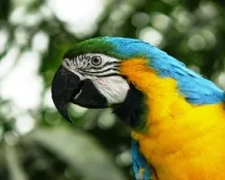 Blue and gold Macaw