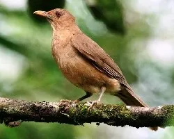 Clay-colored Thrush