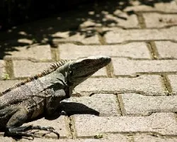 iguana?