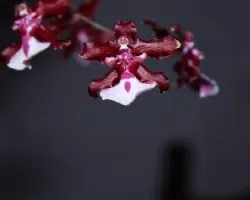Orquidea