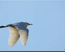 garza