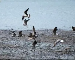 gaviota