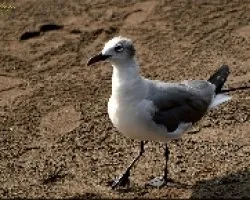 gaviota