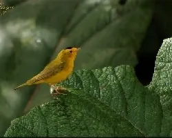 Wilsonia pusilla (amarillo)