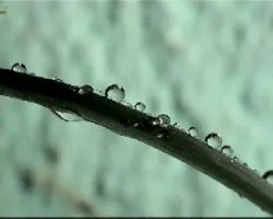 gotas