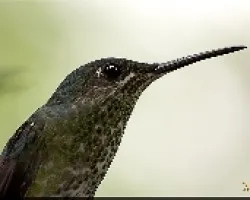 coli