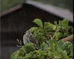 lluvia