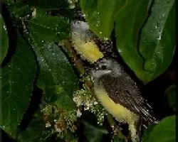 mas lluvia