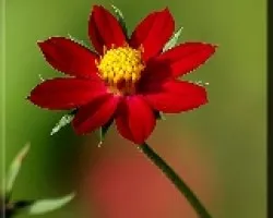 rojo