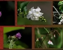 varios flores