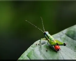 chapulin