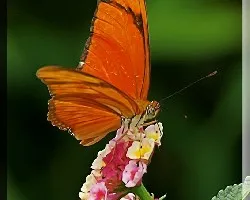 mariposa