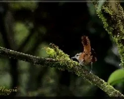 Thryothorus rufalbus