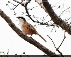 pajaro  