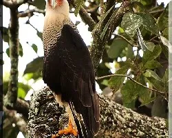 caracara