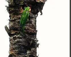 pericos
