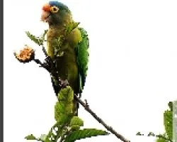 Aratinga canicularis