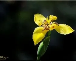 lirio