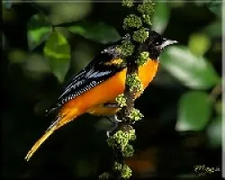 Orioles