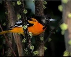 Orioles