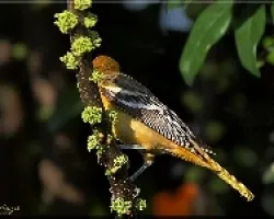 Orioles