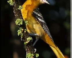 ori4