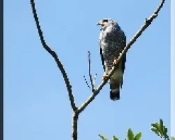 Buteo nitidus