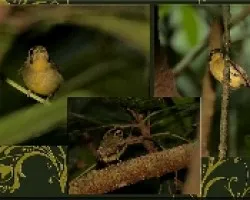 Platynchus coronatus