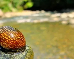 caracol?