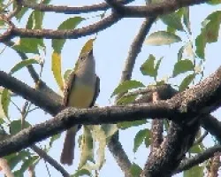 Myiarchus tyrannulus