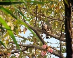 Buteo nitidus