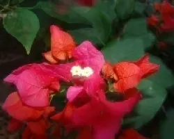 Bugambilia roja
