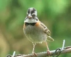 Zonotrichia capensis