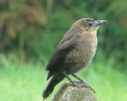 Molothrus aeneus juvenil