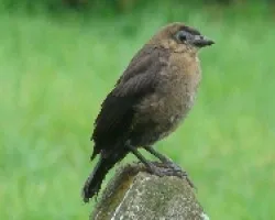 Molothrus aeneus juvenil