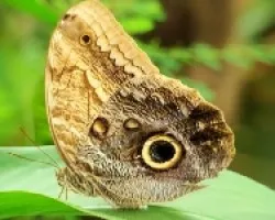 Mariposa