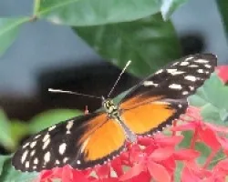 Papillon