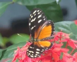 Papillon
