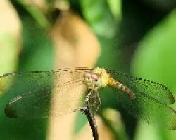 Close up libelula