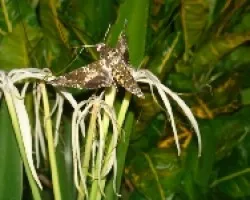 Mariposa o Polilla