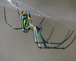 macro araña