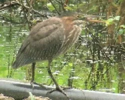 Butorides virescens